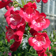 Penstemon King George V